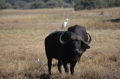 Water Buffalo plus 2 birds 